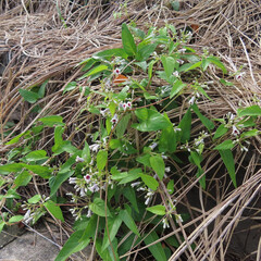 夏にサオトメカズラが白い花を咲かせています