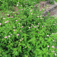 夏にランタナが白とピンク色の花を咲かせています