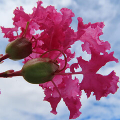 夏にサルスベリがピンク色の花を咲かせています