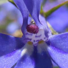 夏にロベリアが紫色の花を咲かせています