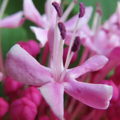 夏にボタンクサギがピンク色の花を咲かせています