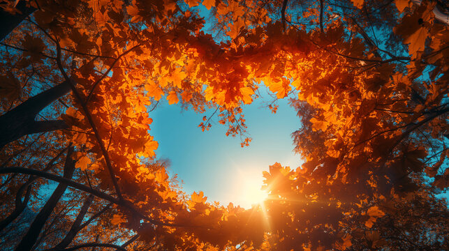 Autumn forest background. Vibrant color tree, red orange foliage in fall park. Nature change Yellow leaves in october season Sun up in blue heart shape sky Sunny day weather, bright light banner frame