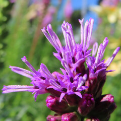 Obraz premium 夏にリアトリスが紫色の花を咲かせています