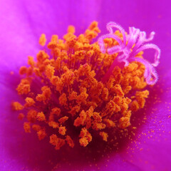 夏にマツバボタンが紫色の花を咲かせています