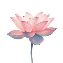 Sacred lotus flower with long stem in transparent background