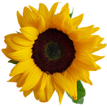 sunflower isolated on white background, transparent png graphic, vector image illustration