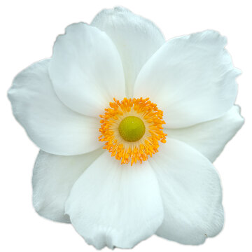 white flower isolated on white background, dahlia flower, transparent png graphic, vector image illustration