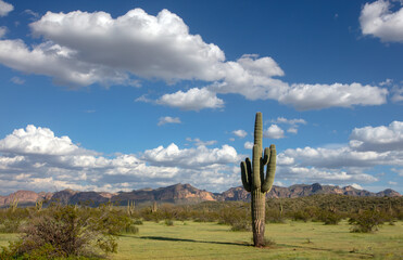 Puffy spring clouds over Saguaro cactus in the Salt River management area near Scottsdale Phoenix...