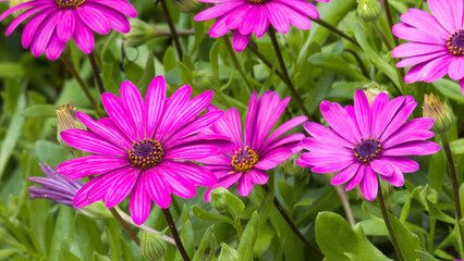 Obraz premium Marguerites (Leucanthemum) bed in the garden