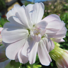 春にサボンソウが白い花を咲かせています
