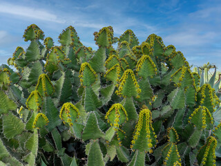 Cactus spurge with yellow flowers on top