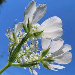 春にオルレアが白い花を咲かせています