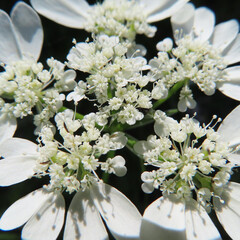 春にオルレアが白い花を咲かせています