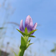 春にヒナキキョウソウが紫色の花を咲かせています
