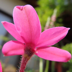 春にアッツザクラがピンク色の花を咲かせています