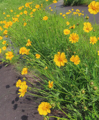 春にオオキンケイギクが黄色い花を咲かせています