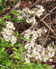 春にノイバラが白い花を咲かせています