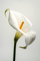 First Set - Usual Approach:
Elegant Calla Lily Isolated on Soft Background. Generative AI.