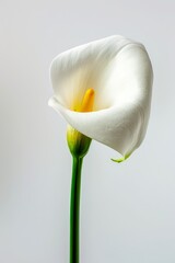 First Set - Usual Approach:
Elegant Calla Lily Isolated on Soft Background. Generative AI.