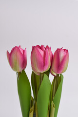 Artificial pink tulips. Plastic ornamental plant isolated on white background