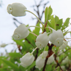 春にドウダンツツジが白い花を咲かせています