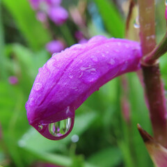 春にシランが紫色の花を咲かせています