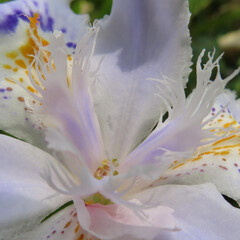 春にシャガが白い花を咲かせています