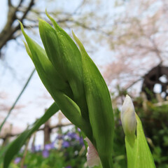 春にシャガが白い花を咲かせています