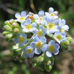 春にキュウリグサが青い花を咲かせています