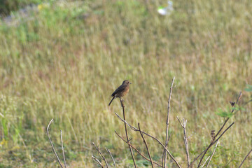 red winged blackbird