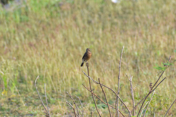 red winged blackbird