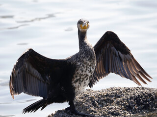 Front face of Great Cormorant opening wings