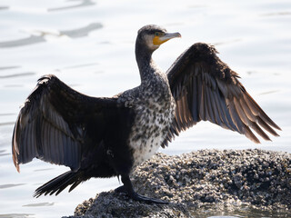 Great Cormorant opening wings