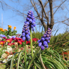春にムスカリが青い花を咲かせています