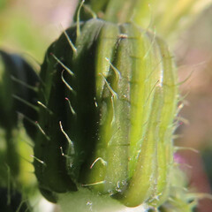 春にノゲシが黄色い花を咲かせています