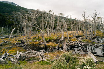 felled trees by beavers in Patagonia