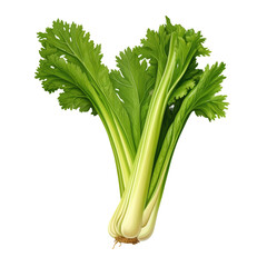 Staple food plant, celery, with crunchy stalks, on a transparent background on a transparent background