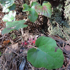 冬にフユイチゴが赤い実をつけています