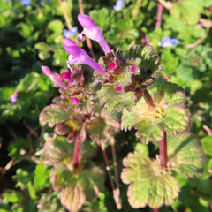 冬にホトケノザがピンク色の花を咲かせています