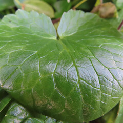 冬にヒメリュウキンカが黄色い花を咲かせています