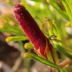 冬にシボリカタバミが白い花を咲かせています