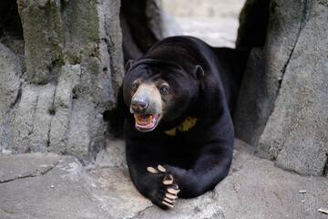 Sun bears belong to the Ursidae family and are the smallest of the eight types of bears in the world

