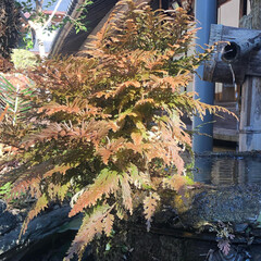 冬にイワヒバが茶色い葉を広げています