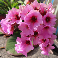 冬にヒマラヤユキノシタがピンク色の花を咲かせています