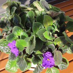 冬にアフリカスミレが紫色の花を咲かせています