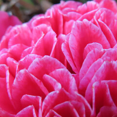 冬にツバキがピンク色の花を咲かせています