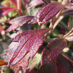 冬にアスターがピンク色の花を咲かせています