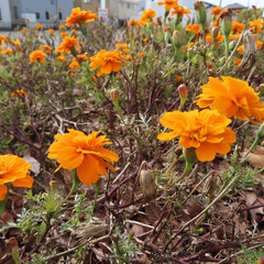 冬にマリーゴールドがオレンジ色の花を咲かせています