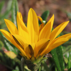冬にガザニアが黄色い花を咲かせています
