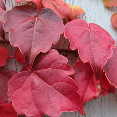 冬にツタが葉を赤く染めています